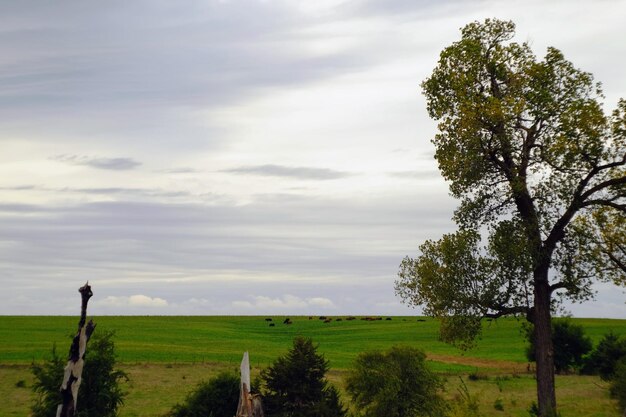 Scenic view of agricultural field against sky