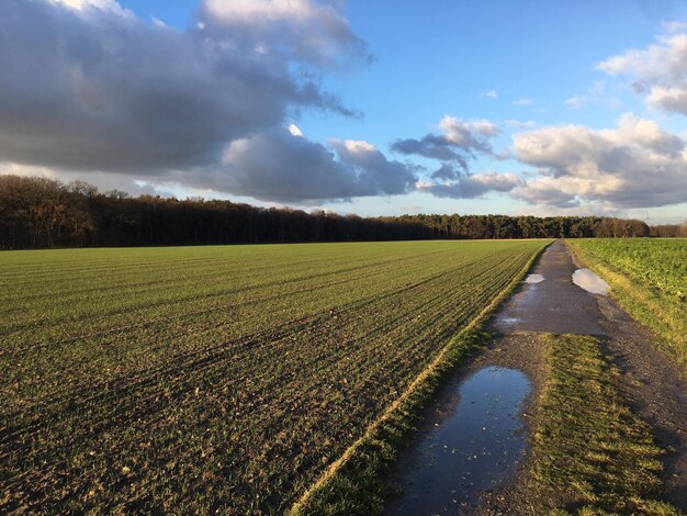 Scenic view of agricultural field against sky