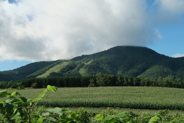 Photo scenic view of agricultural field against sky