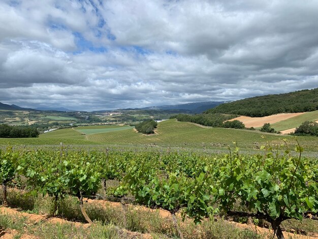 Photo scenic view of agricultural field against sky