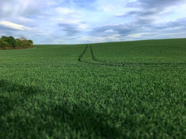 Foto vista panoramica di un campo agricolo contro il cielo