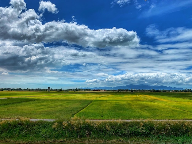 Scenic view of agricultural field against sky