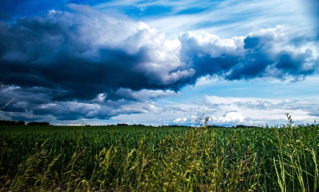 Scenic view of agricultural field against sky