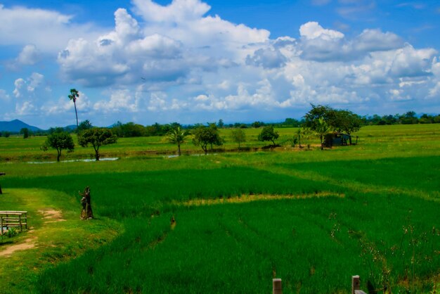 Scenic view of agricultural field against sky