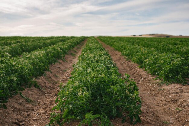 Photo scenic view of agricultural field against sky