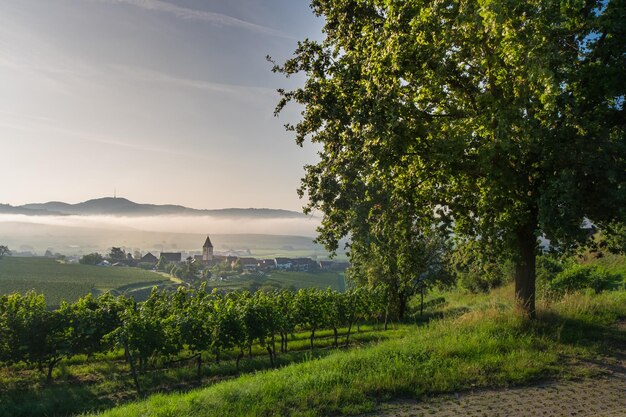 Foto vista panoramica di un campo agricolo contro il cielo