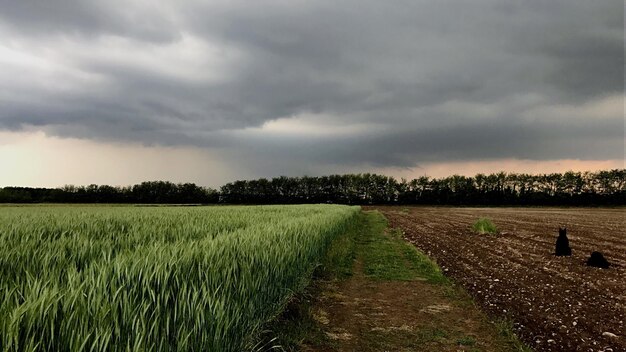 Scenic view of agricultural field against sky