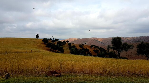 Scenic view of agricultural field against sky