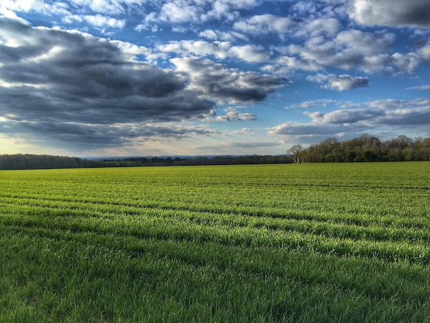 Scenic view of agricultural field against sky