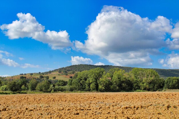 Scenic view of agricultural field against sky