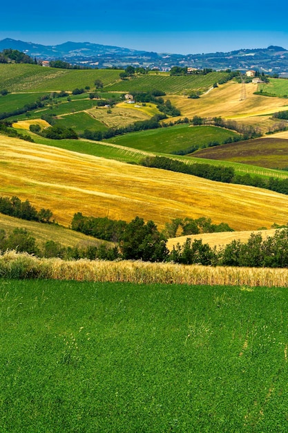 Foto vista panoramica di un campo agricolo contro il cielo