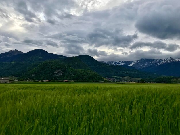 Scenic view of agricultural field against sky