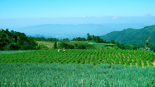 Scenic view of agricultural field against sky