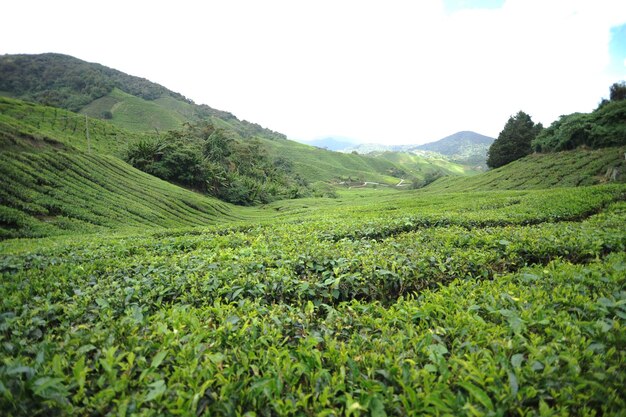 Photo scenic view of agricultural field against sky