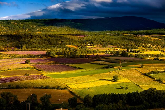 Scenic view of agricultural field against sky