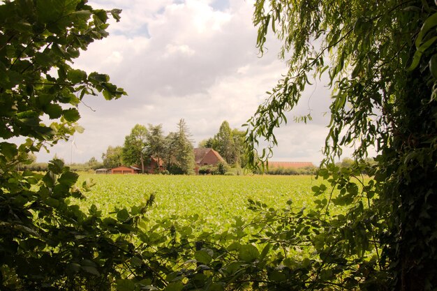 Scenic view of agricultural field against sky