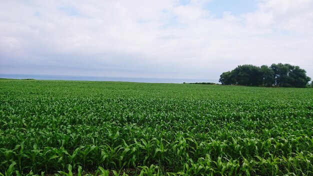 Scenic view of agricultural field against sky