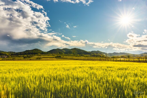 Photo scenic view of agricultural field against sky