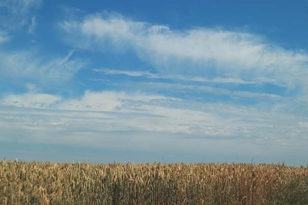 Photo scenic view of agricultural field against sky