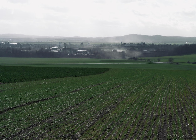 Scenic view of agricultural field against sky