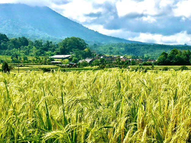 Photo scenic view of agricultural field against sky