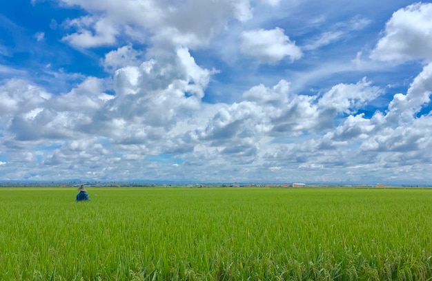 Scenic view of agricultural field against sky