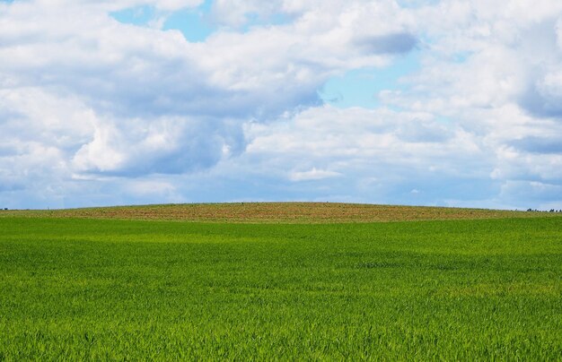 Foto vista panoramica di un campo agricolo contro il cielo