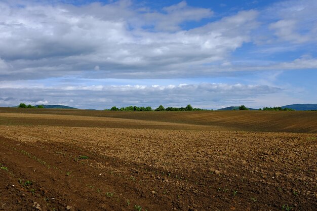 Foto vista panoramica di un campo agricolo contro il cielo