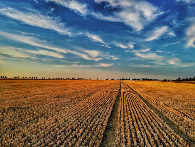 Сценический вид сельскохозяйственного поля на фоне неба