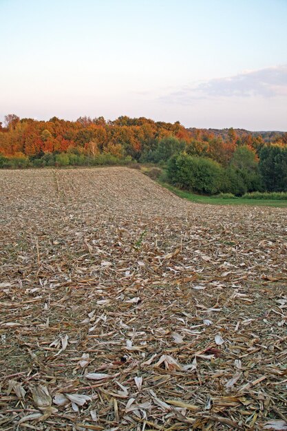 Foto vista panoramica di un campo agricolo contro il cielo