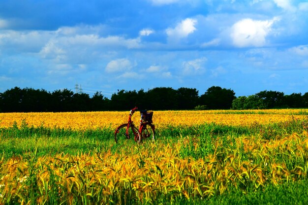 Scenic view of agricultural field against sky