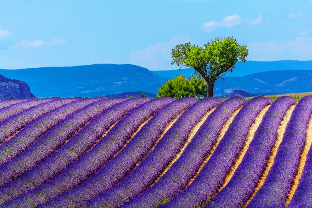 Foto vista panoramica di un campo agricolo contro il cielo