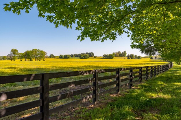 Foto vista panoramica di un campo agricolo contro il cielo