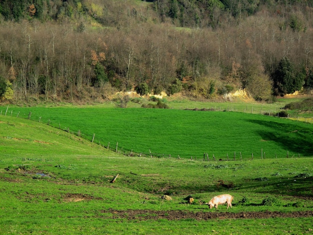 Foto vista panoramica di un campo agricolo