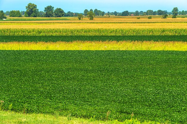 Scenic view of agricultural field