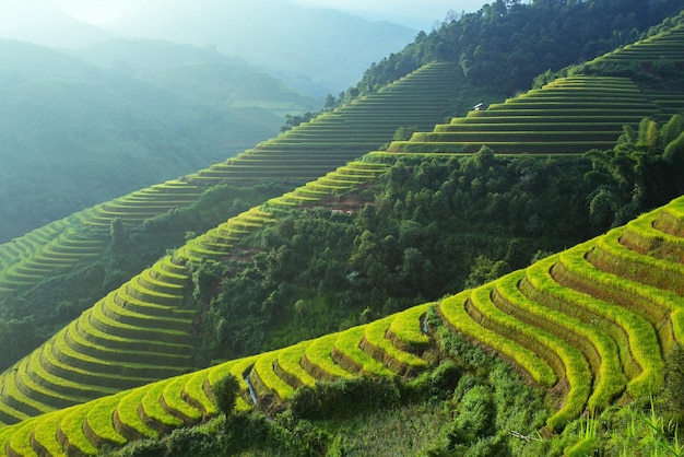 Photo scenic view of agricultural field