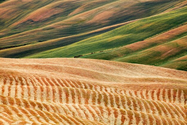 Scenic view of agricultural field