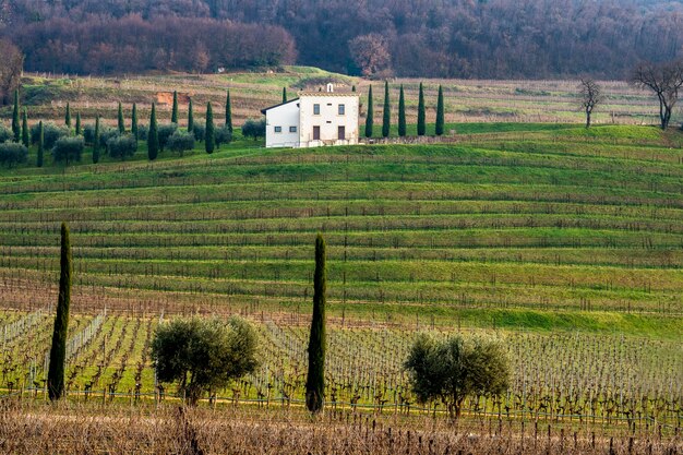 Foto vista panoramica di un campo agricolo