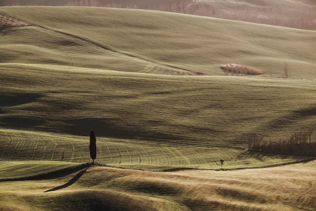 Foto vista panoramica di un campo agricolo