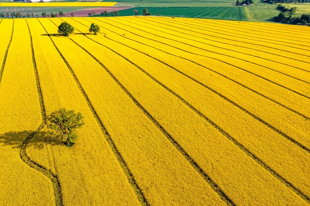 Scenic view of agricultural field