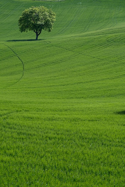 Foto vista panoramica di un campo agricolo