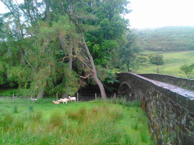 Scenic view of agricultural field