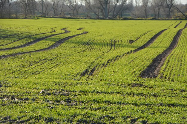 Scenic view of agricultural field