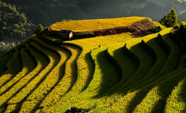 scenic view of agricultural field