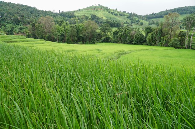 Scenic view of agricultural field