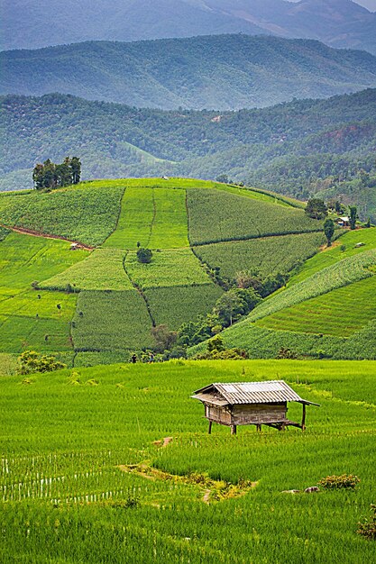 Scenic view of agricultural field