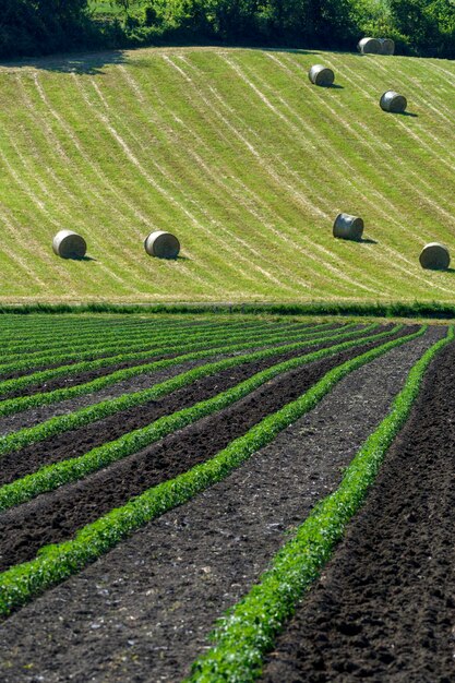 Foto vista panoramica di un campo agricolo