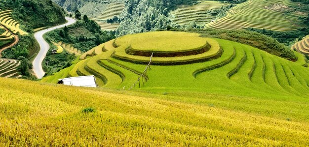 Scenic view of agricultural field