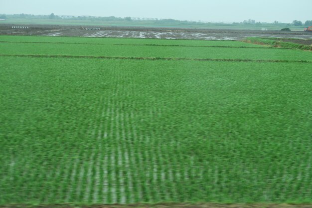 Scenic view of agricultural field