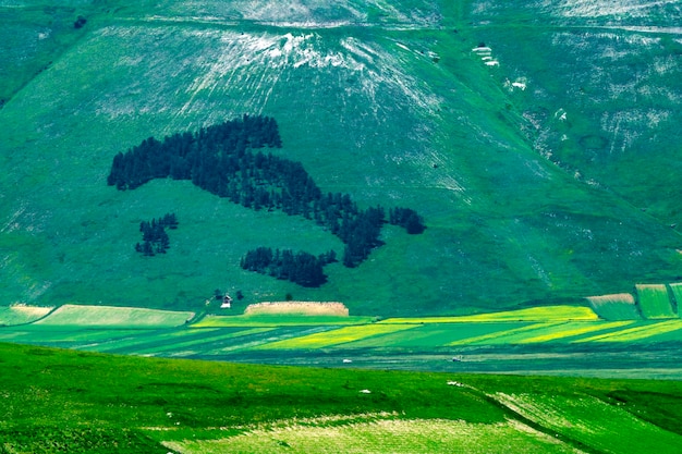 Scenic view of agricultural field